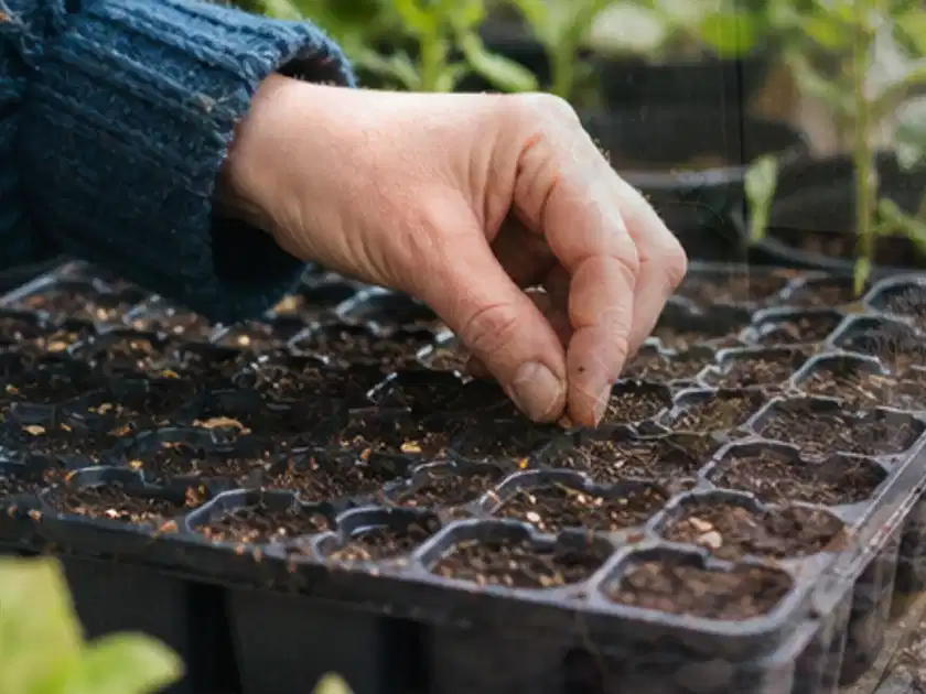 Hand legt einzelne Samen in vorbereitete Anzuchtschalen mit lockerer Erde; Thema Fenchel, Schwerpunkt Ernteprobleme; Titelbild.