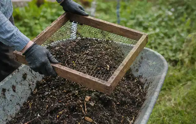 Behandschuhte Hände sieben reifen Kompost über einer Gartenschubkarre; Thema Fenchel, Schwerpunkt Ernteprobleme; Ergebnis.
