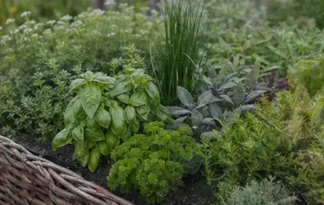Dichtes Hochbeet mit Basilikum Schnittlauch Petersilie Salbei und weiteren Küchenkräutern; Thema Fenchel, Schwerpunkt Fehlerhilfe; Praxisalltag.