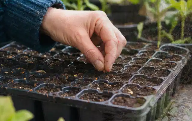 Hand legt einzelne Samen in vorbereitete Anzuchtschalen mit lockerer Erde; Thema Fenchel, Schwerpunkt Gemüse; Umsetzung.