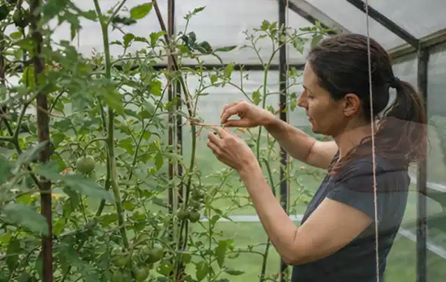 Person bindet junge Tomatentriebe in einem privaten Gewächshaus vorsichtig an; Thema Fenchel, Schwerpunkt Gesundheit; Umsetzung.