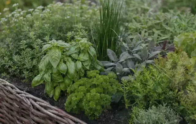 Dichtes Hochbeet mit Basilikum Schnittlauch Petersilie Salbei und weiteren Küchenkräutern; Thema Fenchel, Schwerpunkt Gesundheit; Praxisalltag.