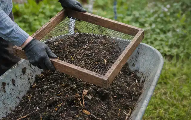Behandschuhte Hände sieben reifen Kompost über einer Gartenschubkarre; Thema Fenchel, Schwerpunkt Gewächshaus; Ausgangslage.