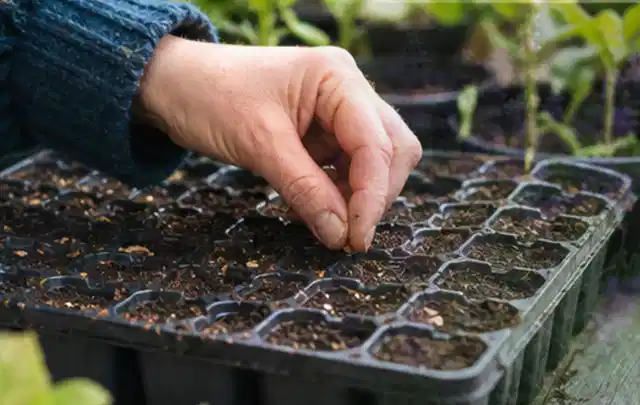 Hand legt einzelne Samen in vorbereitete Anzuchtschalen mit lockerer Erde; Thema Fenchel, Schwerpunkt Gewächshaus; Kontrolle.
