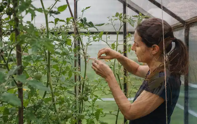 Person bindet junge Tomatentriebe in einem privaten Gewächshaus vorsichtig an; Thema Fenchel, Schwerpunkt Gewächshaus; Praxisalltag.