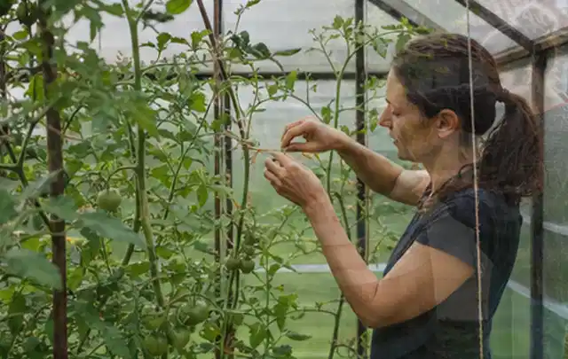 Person bindet junge Tomatentriebe in einem privaten Gewächshaus vorsichtig an; Thema Fenchel, Schwerpunkt Hochbeet; Praxisalltag.
