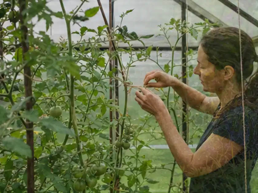 Person bindet junge Tomatentriebe in einem privaten Gewächshaus vorsichtig an; Thema Fenchel, Schwerpunkt Lagerung; Titelbild.