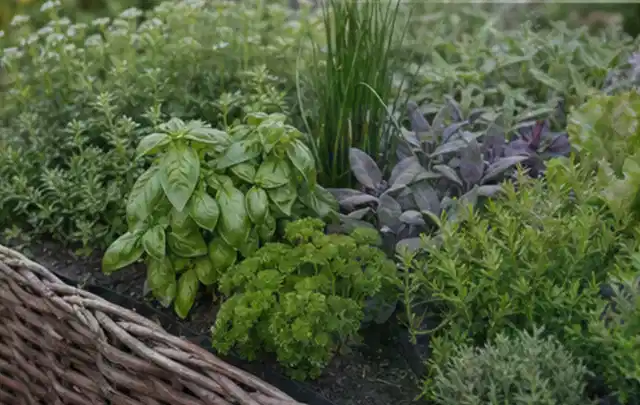 Dichtes Hochbeet mit Basilikum Schnittlauch Petersilie Salbei und weiteren Küchenkräutern; Thema Fenchel, Schwerpunkt Nährstoffe; Kontrolle.