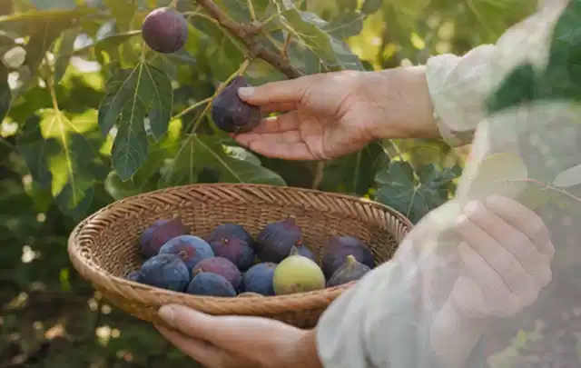Hand pflückt eine reife Feige über einem flachen Korb mit Früchten; Thema Fenchel, Schwerpunkt Nährstoffe; Praxisalltag.