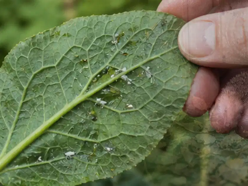 Hand hält ein Blatt mit kleinen hellen Schädlingen auf der Unterseite; Thema Fenchel, Schwerpunkt Pflanzenschutz; Titelbild.