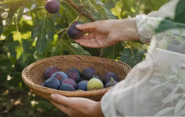 Hand pflückt eine reife Feige über einem flachen Korb mit Früchten; Thema Fenchel, Schwerpunkt Pflanzenschutz; Ergebnis.