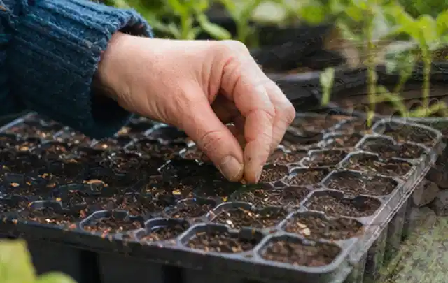 Hand legt einzelne Samen in vorbereitete Anzuchtschalen mit lockerer Erde; Thema Fenchel, Schwerpunkt Pflanzung; Umsetzung.