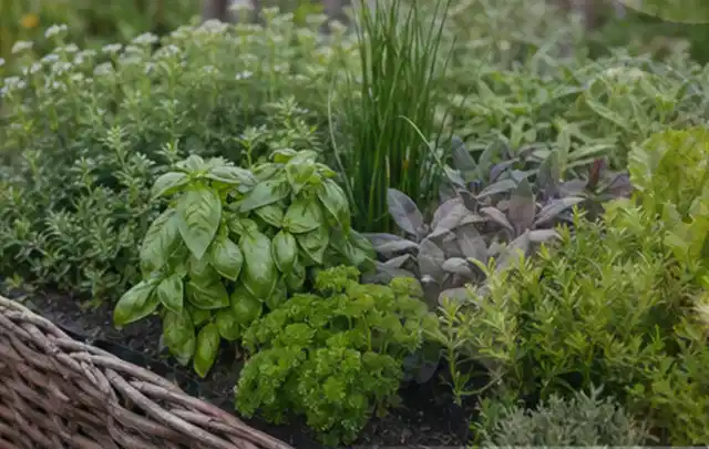 Dichtes Hochbeet mit Basilikum Schnittlauch Petersilie Salbei und weiteren Küchenkräutern; Thema Fenchel, Schwerpunkt Pflanzung; Kontrolle.