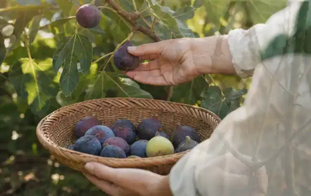 Hand pflückt eine reife Feige über einem flachen Korb mit Früchten; Thema Fenchel, Schwerpunkt Saisonkalender; Ausgangslage.