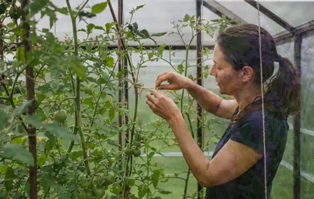 Person bindet junge Tomatentriebe in einem privaten Gewächshaus vorsichtig an; Thema Fenchel, Schwerpunkt Saisonkalender; Umsetzung.