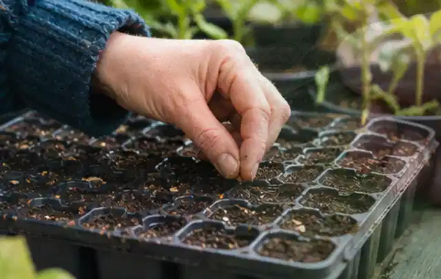 Hand legt einzelne Samen in vorbereitete Anzuchtschalen mit lockerer Erde; Thema Fenchel, Schwerpunkt Saisonkalender; Ergebnis.