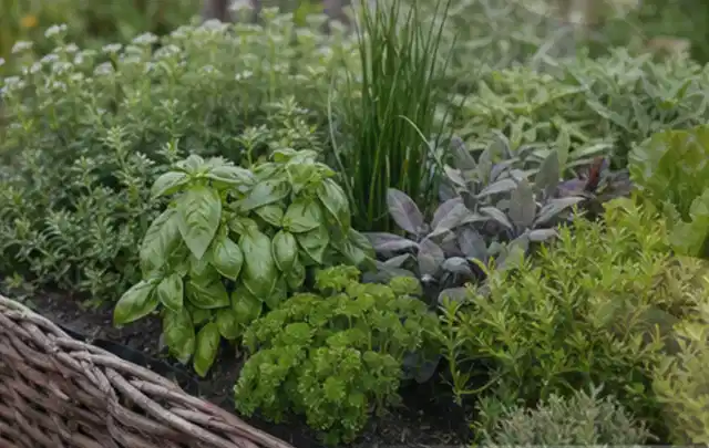 Dichtes Hochbeet mit Basilikum Schnittlauch Petersilie Salbei und weiteren Küchenkräutern; Thema Fenchel, Schwerpunkt Saisonkalender; Praxisalltag.