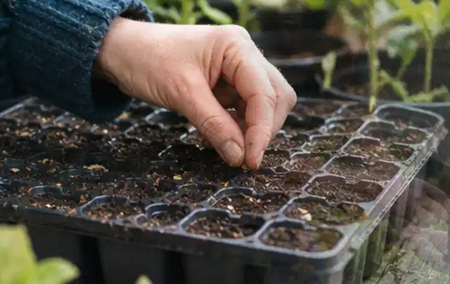Hand legt einzelne Samen in vorbereitete Anzuchtschalen mit lockerer Erde; Thema Fenchel, Schwerpunkt Schnitt; Ausgangslage.