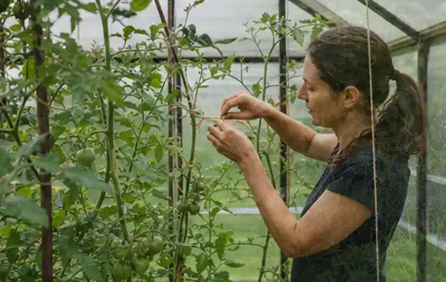 Person bindet junge Tomatentriebe in einem privaten Gewächshaus vorsichtig an; Thema Fenchel, Schwerpunkt Schnitt; Ergebnis.