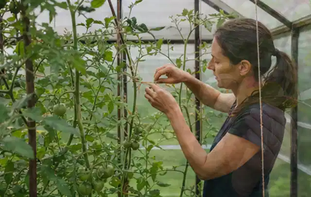 Person bindet junge Tomatentriebe in einem privaten Gewächshaus vorsichtig an; Thema Fenchel, Schwerpunkt Sortenwahl; Ausgangslage.