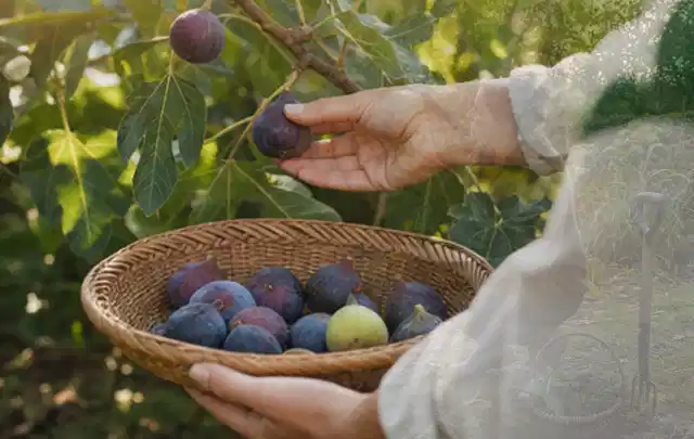 Hand pflückt eine reife Feige über einem flachen Korb mit Früchten; Thema Fenchel, Schwerpunkt Sortenwahl; Kontrolle.