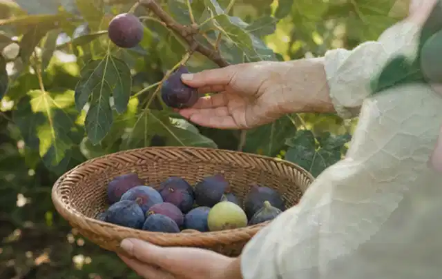 Hand pflückt eine reife Feige über einem flachen Korb mit Früchten; Thema Fenchel, Schwerpunkt Standort; Kontrolle.