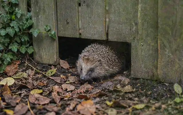 Igel nutzt einen bodennahen Durchgang unter einem hölzernen Gartenzaun; Thema Feuerschalen, Schwerpunkt Anwendung; Ausgangslage.