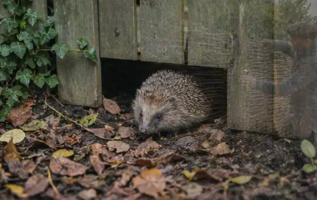 Igel nutzt einen bodennahen Durchgang unter einem hölzernen Gartenzaun; Thema Feuerschalen, Schwerpunkt Bestenliste; Kontrolle.
