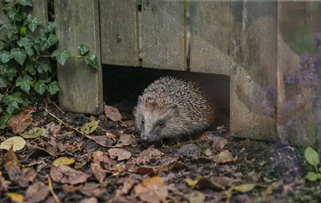 Igel nutzt einen bodennahen Durchgang unter einem hölzernen Gartenzaun; Thema Feuerschalen, Schwerpunkt Checkliste; Praxisalltag.