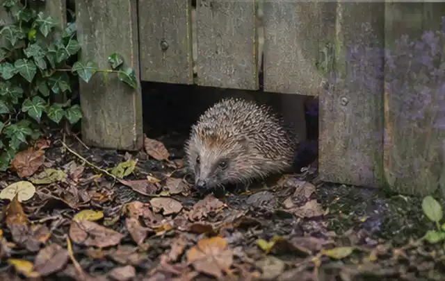 Igel nutzt einen bodennahen Durchgang unter einem hölzernen Gartenzaun; Thema Feuerschalen, Schwerpunkt Dimensionierung; Ergebnis.