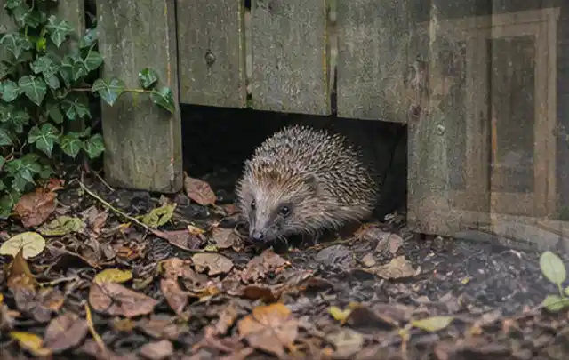 Igel nutzt einen bodennahen Durchgang unter einem hölzernen Gartenzaun; Thema Feuerschalen, Schwerpunkt Ersatzteile; Ausgangslage.