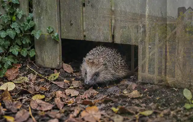 Igel nutzt einen bodennahen Durchgang unter einem hölzernen Gartenzaun; Thema Feuerschalen, Schwerpunkt Kaufberatung; Ausgangslage.