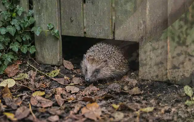 Igel nutzt einen bodennahen Durchgang unter einem hölzernen Gartenzaun; Thema Feuerschalen, Schwerpunkt Outdoor Freizeit; Umsetzung.
