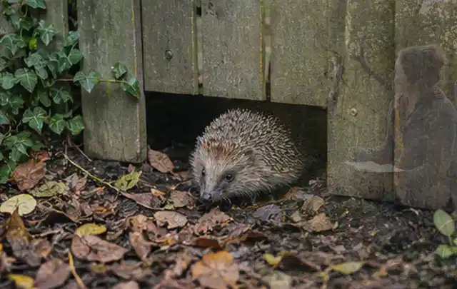 Igel nutzt einen bodennahen Durchgang unter einem hölzernen Gartenzaun; Thema Feuerschalen, Schwerpunkt Reinigung; Ergebnis.