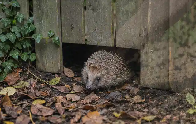Igel nutzt einen bodennahen Durchgang unter einem hölzernen Gartenzaun; Thema Feuerschalen, Schwerpunkt Reparatur; Ergebnis.