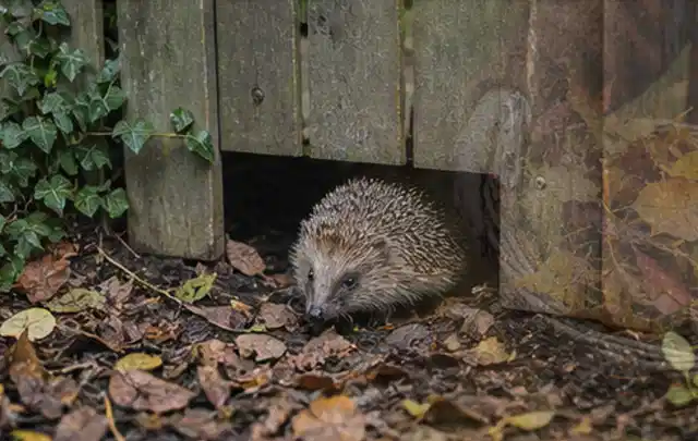 Igel nutzt einen bodennahen Durchgang unter einem hölzernen Gartenzaun; Thema Feuerschalen, Schwerpunkt Sicherheit; Kontrolle.