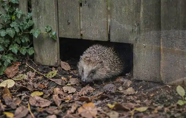 Igel nutzt einen bodennahen Durchgang unter einem hölzernen Gartenzaun; Thema Feuerschalen, Schwerpunkt Systemvergleich; Umsetzung.