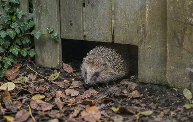 Igel nutzt einen bodennahen Durchgang unter einem hölzernen Gartenzaun; Thema Feuerschalen, Schwerpunkt Testkriterien; Praxisalltag.