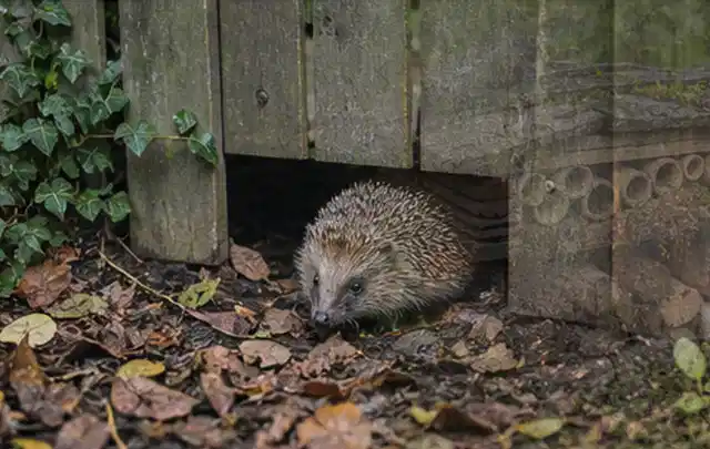 Igel nutzt einen bodennahen Durchgang unter einem hölzernen Gartenzaun; Thema Feuerschalen, Schwerpunkt Vergleich; Ergebnis.