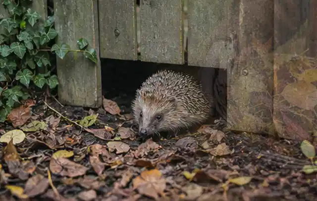 Igel nutzt einen bodennahen Durchgang unter einem hölzernen Gartenzaun; Thema Feuerschalen, Schwerpunkt Wartung; Ausgangslage.