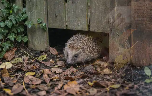 Igel nutzt einen bodennahen Durchgang unter einem hölzernen Gartenzaun; Thema Feuerschalen, Schwerpunkt Winterlager; Ausgangslage.