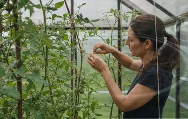 Person bindet junge Tomatentriebe in einem privaten Gewächshaus vorsichtig an; Thema Foliengewächshaus, Schwerpunkt Dimensionierung; Ergebnis.