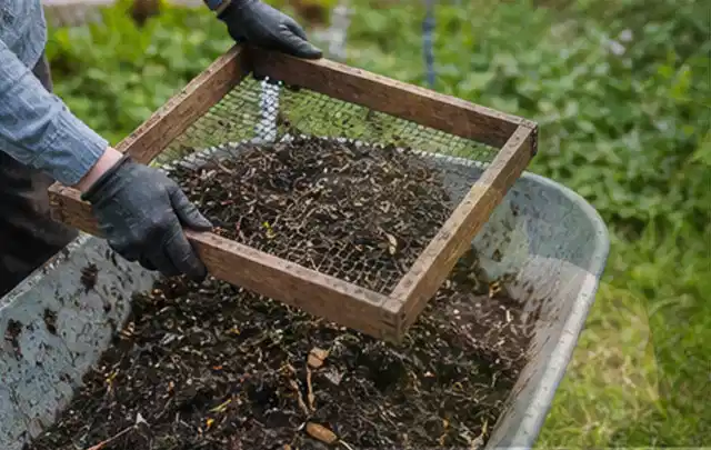 Behandschuhte Hände sieben reifen Kompost über einer Gartenschubkarre; Thema Foliengewächshaus, Schwerpunkt Fehlerhilfe; Ergebnis.