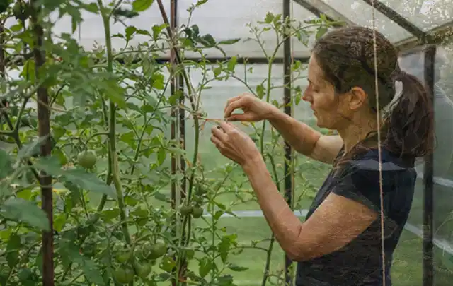 Person bindet junge Tomatentriebe in einem privaten Gewächshaus vorsichtig an; Thema Foliengewächshaus, Schwerpunkt Gestaltung; Ausgangslage.
