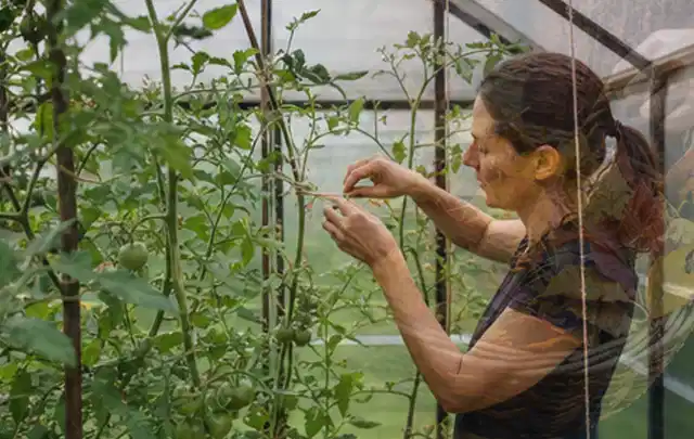 Person bindet junge Tomatentriebe in einem privaten Gewächshaus vorsichtig an; Thema Foliengewächshaus, Schwerpunkt Kosten; Ausgangslage.
