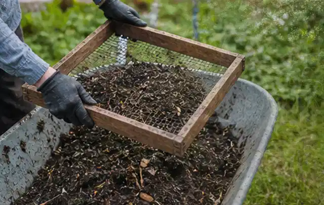 Behandschuhte Hände sieben reifen Kompost über einer Gartenschubkarre; Thema Foliengewächshaus, Schwerpunkt Pflege; Kontrolle.