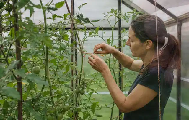 Person bindet junge Tomatentriebe in einem privaten Gewächshaus vorsichtig an; Thema Foliengewächshaus, Schwerpunkt Standort; Ergebnis.