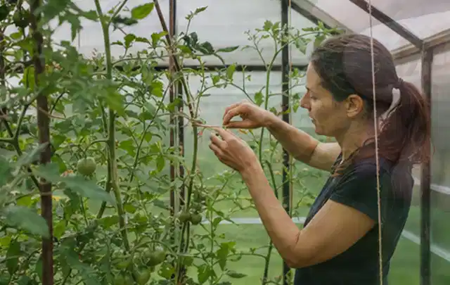 Person bindet junge Tomatentriebe in einem privaten Gewächshaus vorsichtig an; Thema Foliengewächshaus, Schwerpunkt Winterschutz; Ergebnis.