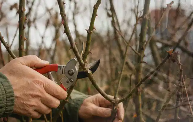 Hände schneiden einen älteren Rosenstrauch mit einer sauberen Gartenschere; Thema Freischneider, Schwerpunkt Anwendung; Kontrolle.