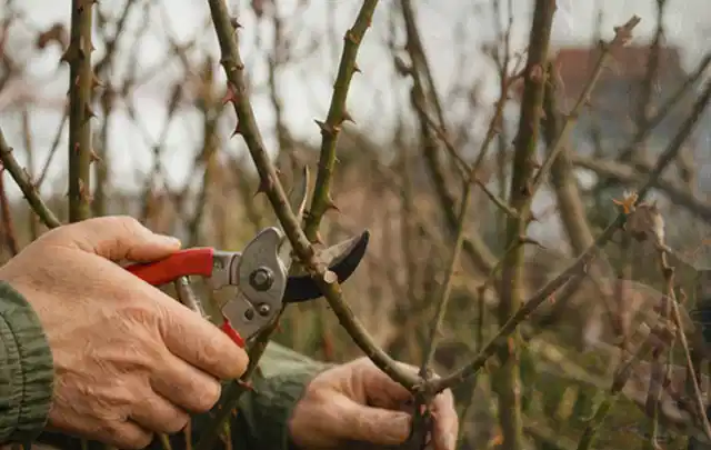 Hände schneiden einen älteren Rosenstrauch mit einer sauberen Gartenschere; Thema Freischneider, Schwerpunkt Bestenliste; Ausgangslage.